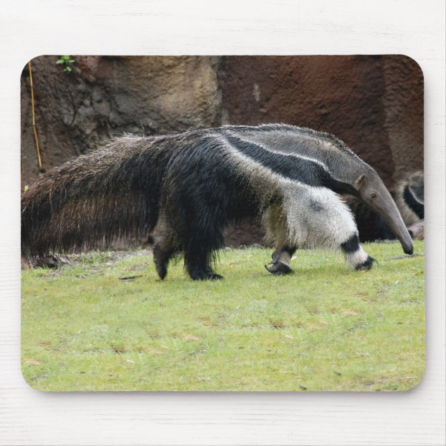 Mousepad Formiga gigante Eater8x10 (Frente)