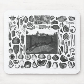 MOUSEPAD FÓSSEIS