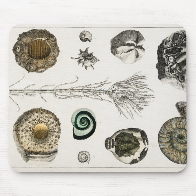 Mousepad Fóssil, Dinossauro, Fósseis, Paleontologia, Geolog (Frente)