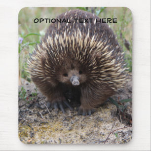 Mousepad Foto animal bonito do Echidna australiano