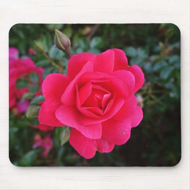 Mousepad Foto bonito de rosa rosa rosa (Frente)
