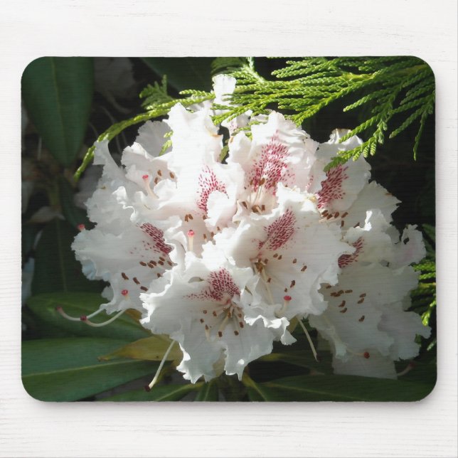 Mousepad Foto cor-de-rosa do rododendro (Frente)