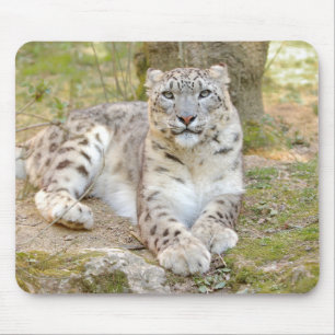 Mousepad foto de animais de gatos-leopardo-da-neve.  mouse 