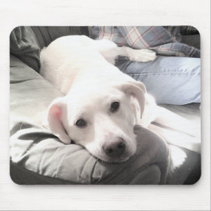 Mousepad Foto de Cão Branco Preguiçoso e Bonito Saindo co