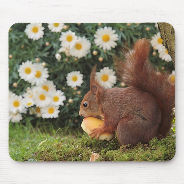 Mousepad Foto de Esquilo Vermelho Fofo e Margaridas (Frente)