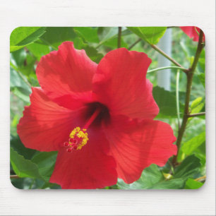 Mousepad Foto de flor de hibisco tropical vermelha em uma