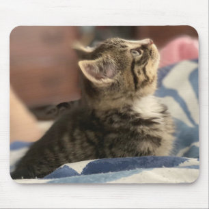 Mousepad Foto de Kitten Adorável ou Carregue seu Próprio 