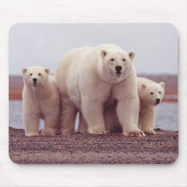 Mousepad Foto de Mãe de Urso Polar e Filhotes (Frente)