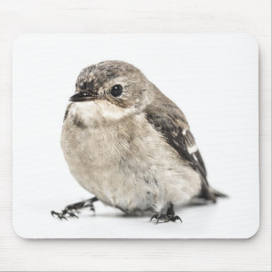 Mousepad Foto de pequeno pássaro de jardim fofo
