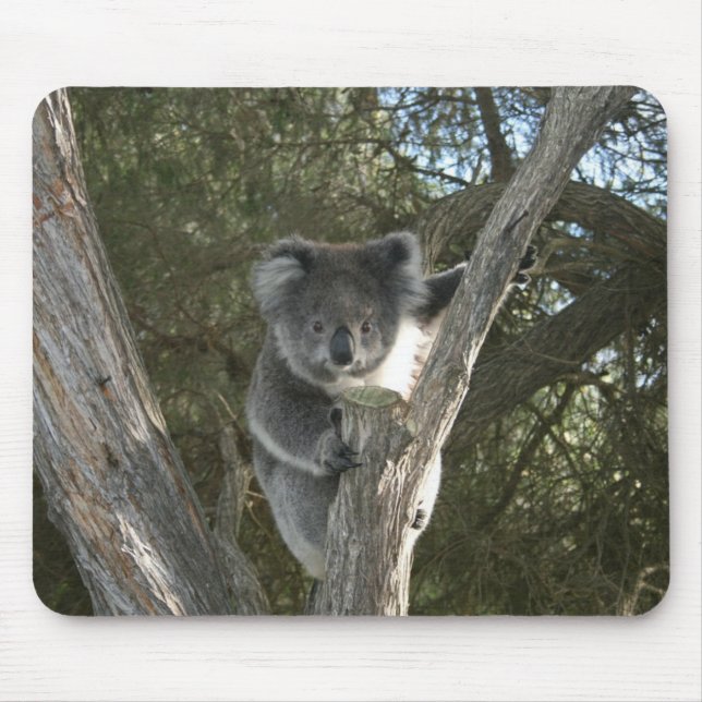Mousepad Foto de um adorável coala subindo em uma árvore (Frente)