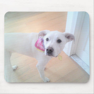 Mousepad Foto de um Cachorro Branco Bonito