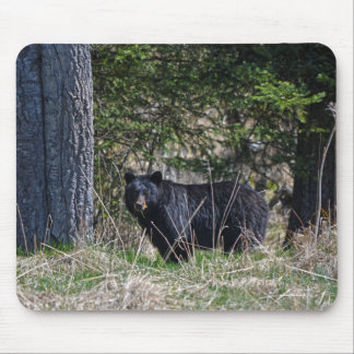 Mousepad Foto de Vida Selvagem do Urso Negro Selvagem