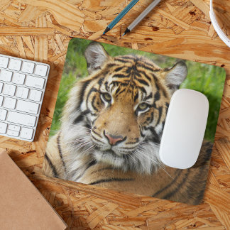 Mousepad Foto do Grande Gato Sumatran Tiger