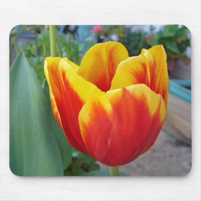 Mousepad Foto do Jardim Floral de Tulip Vermelho e Amarelo (Frente)