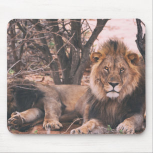 Mousepad Foto do Leão legal