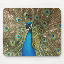 Mousepad Foto do pavão bonito com penas espalhadas