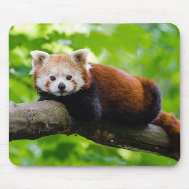 Mousepad Foto do Red Panda Bear (Frente)