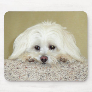 Mousepad Foto doce de "CODY" LittleMaltese no auge das