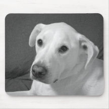 Foto em Preto e Branco de um Cachorro Bonito e Sen