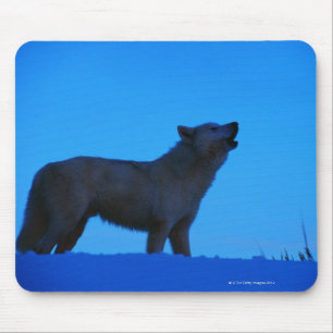 Mousepad Foto, lobo branco que urra na noite, cor,