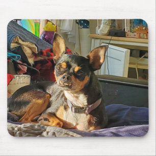 Mousepad Foto Personalizada do Cachorro Chihuahua