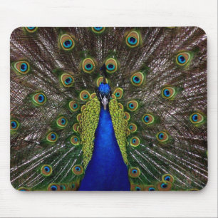 Mousepad Foto régia brilhante do animal da pena de pássar