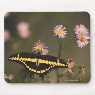 Mousepad Fotografado em um dia ensolarado com luz filtrada