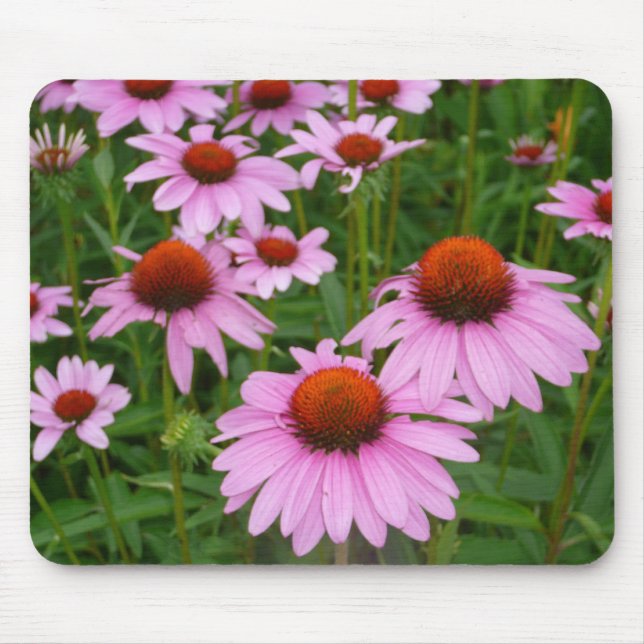 Mousepad Fotografar Flores Rosa Quente no Jardim (Frente)
