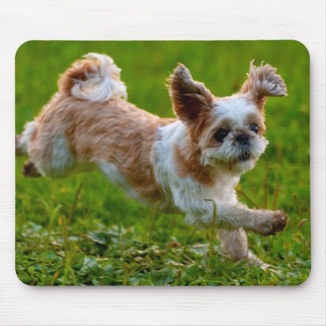 Mousepad Fotografia Bela Executando Shih Tzu Dog (Frente)