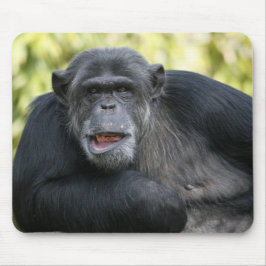 Mousepad Fotografia - Chimpanzé