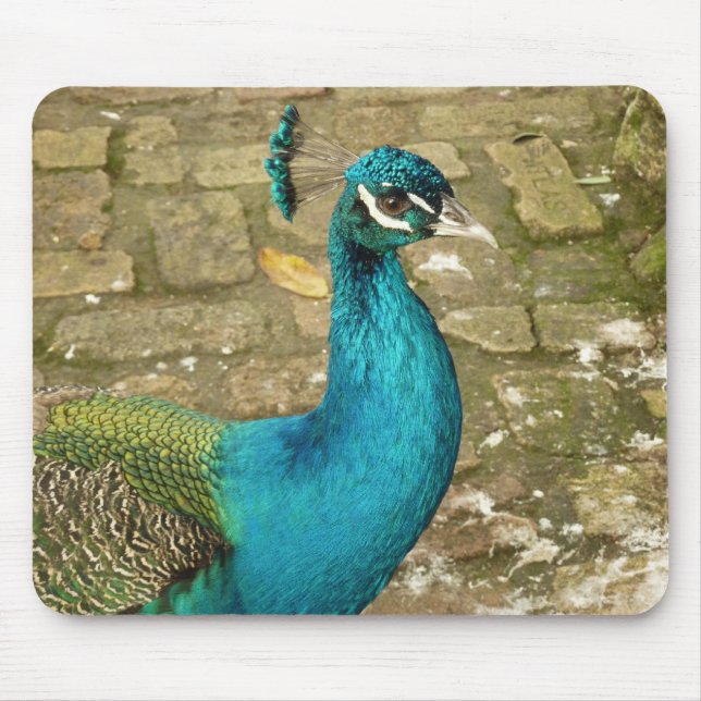 Mousepad Fotografia da Bela Natureza do Pavão (Frente)