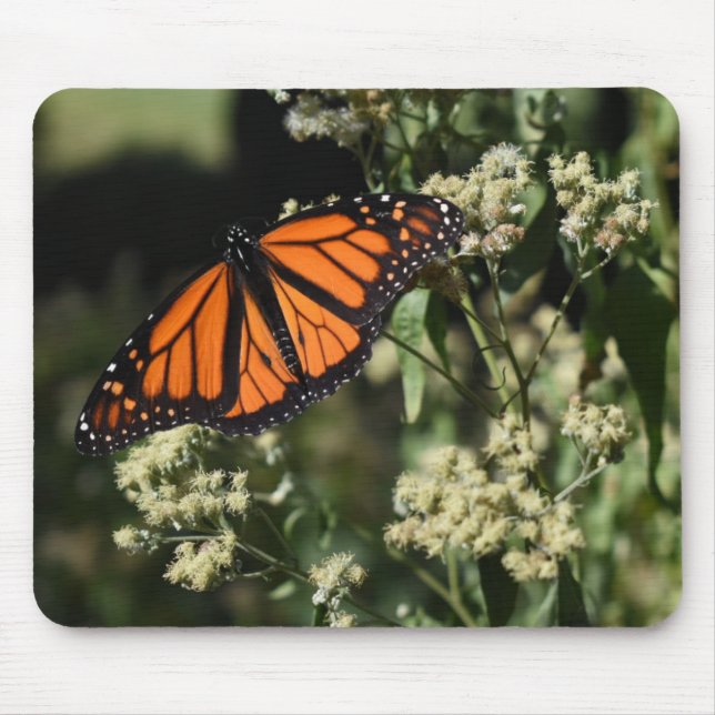 Mousepad Fotografia da Borboleta Negra Laranja (Frente)