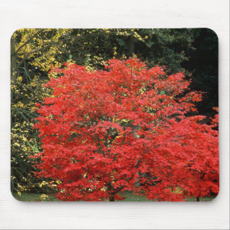 Mousepad Fotografia de árvore japonesa bordo vermelho vibra