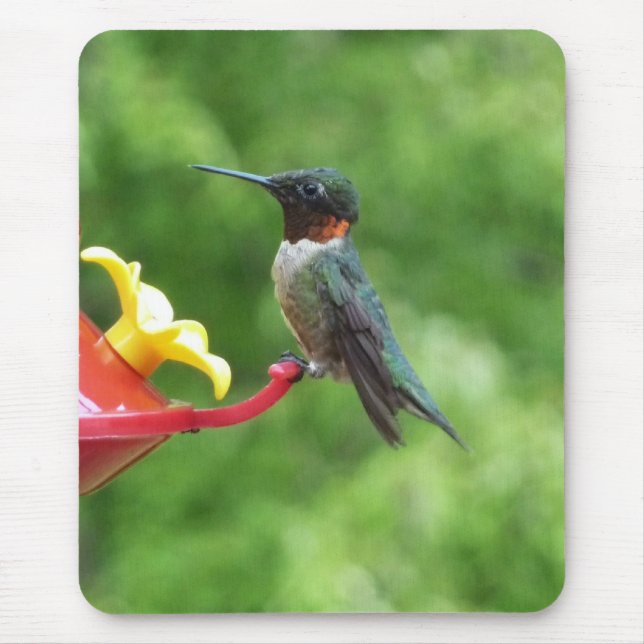 Mousepad Fotografia de Beija-Flor-de-Pescoço-Vermelho (Frente)