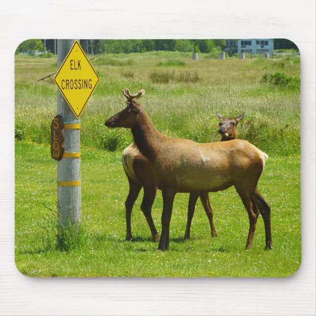Mousepad Fotografia de Elk Crossing California Willife (Frente)