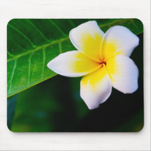 Mousepad Fotografia de Flor de Plumeria