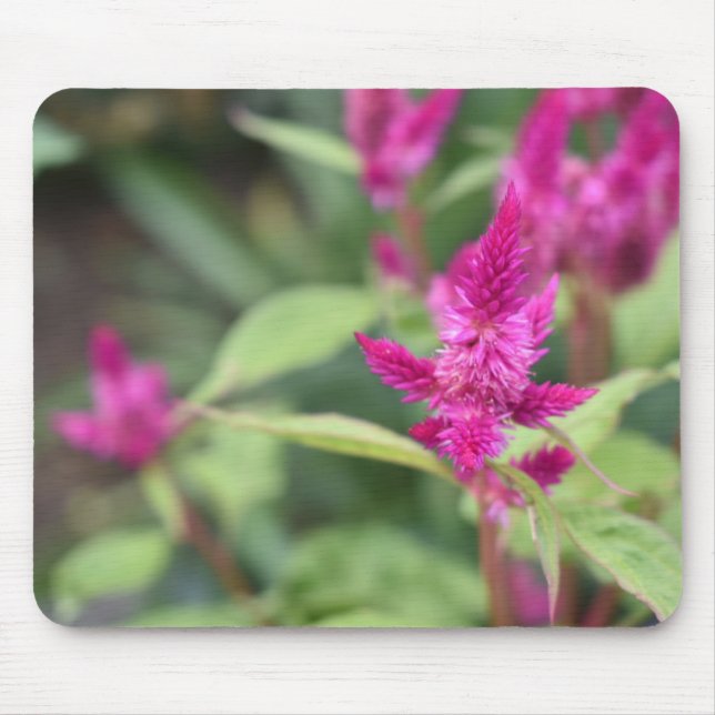 Mousepad Fotografia de Flores Rosa Celosia Garden Nature (Frente)