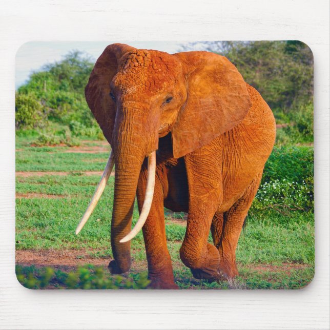 Mousepad Fotografia do Elefante Africano Adulto (Frente)