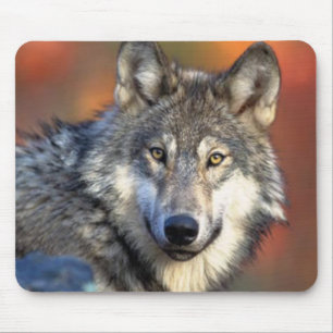 Mousepad Fotografia do lobo