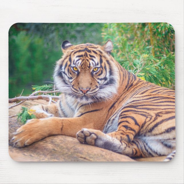 Mousepad Fotografia do Tigre de Reclinagem Estonteante (Frente)