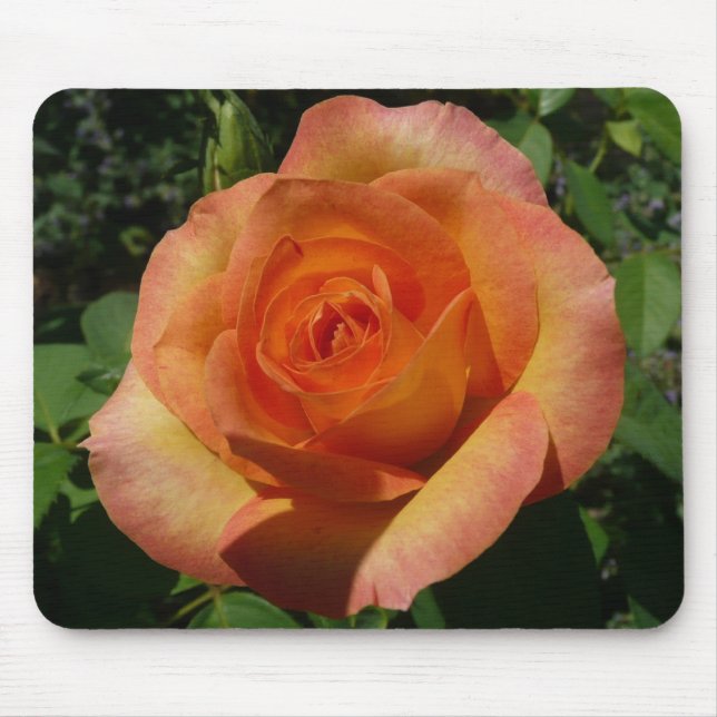 Mousepad Fotografia Floral Laranja Peach Rosa (Frente)