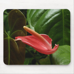 Mousepad Fotografia Floral Rosa Calla Lily Elegante