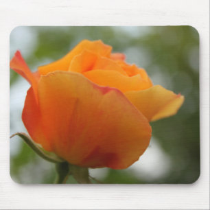 Mousepad Fotografia linda de rosa amarela.