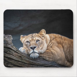 Mousepad Fotografia - Lioness em uma árvore