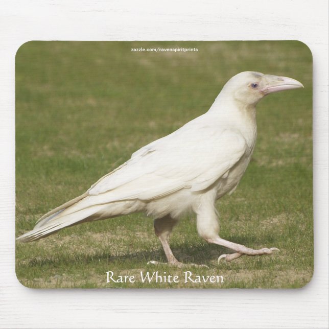 Mousepad Fotografia Rare White Raven Wildlife (Frente)