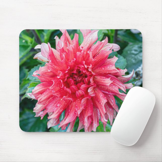 Mousepad Fotografia Rosa Dahlia, Flor Canadense (Com mouse)