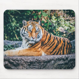 Mousepad Fotografia - Tigre em uma árvore