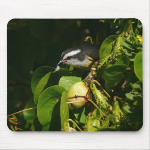 Mousepad Fotografia tropical de alimentação de aves de Ba