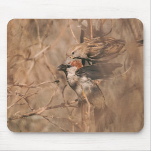 Mousepad Fotos de Pássaros Pardais Marrons Vida Selvagem Rú