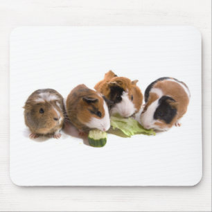 Mousepad four guinea pigs who eat,